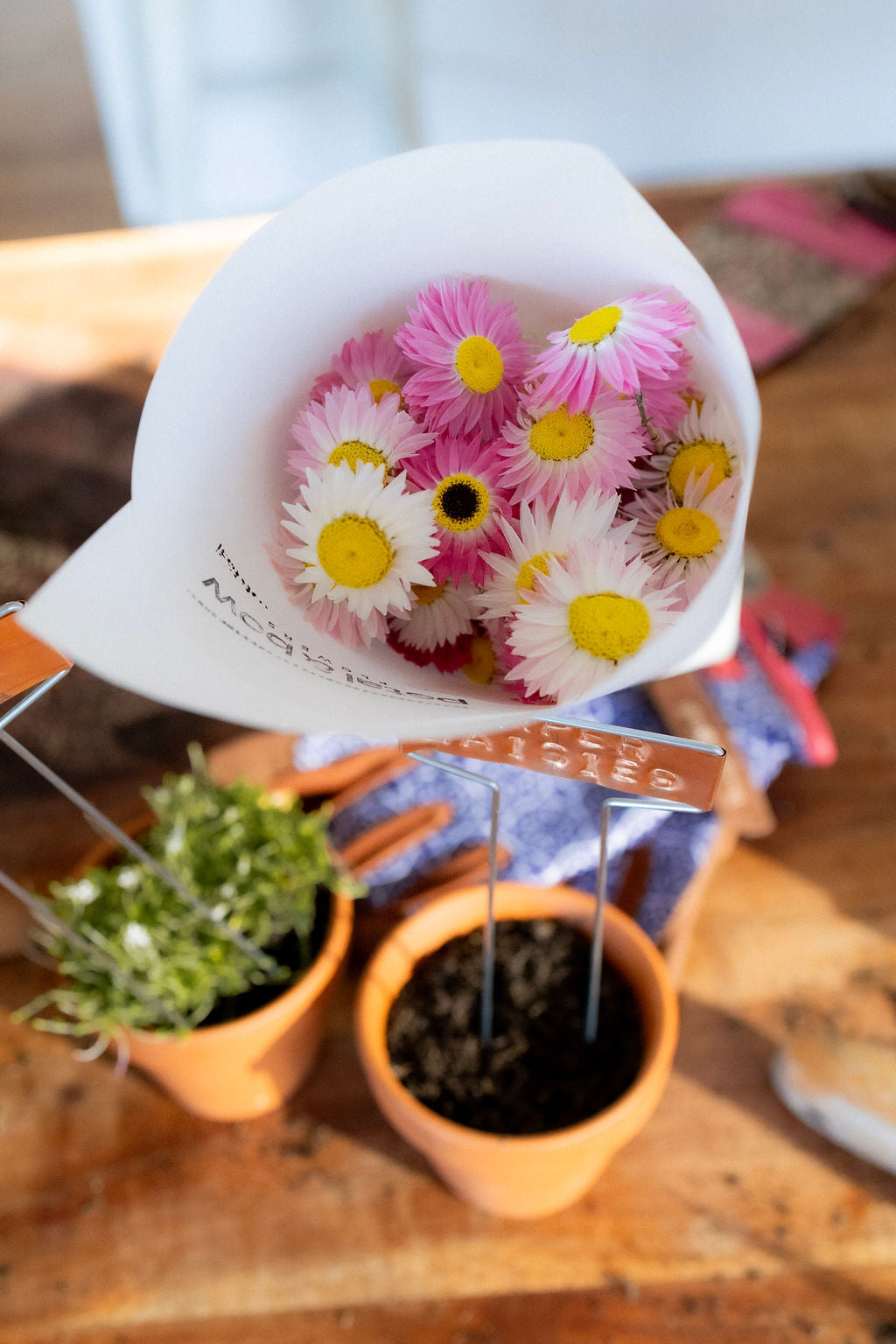 Paper Daisy Seed Packets | Buy Paper Daisy Seeds | Australian Wildflower Seeds | Native Flowers | Petal and Bow Flowers | Paper Daisy Seeds | Everlasting Daisy Seeds | Rhodanthe Seed | Strawflower Seeds | Seed Seller | Easy to Grow Flowers | Locally Grown Seeds | Locally Grown Flowers | Everlasting Daisy | Paper Daisy | Pink and White Flowers | Seed Packet | Pink and White Everlasting Paper Daisy | Buy Paper Daisy Seeds