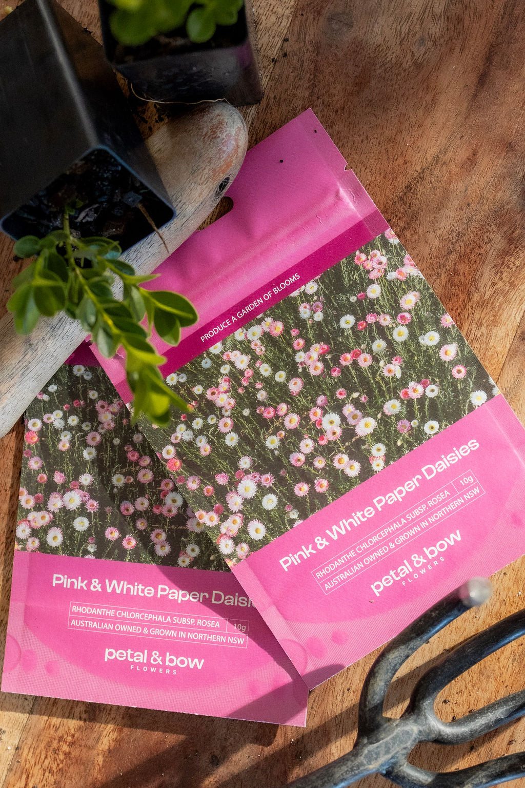 Paper Daisy Seed Packets | Buy Paper Daisy Seeds | Australian Wildflower Seeds | Native Flowers | Petal and Bow Flowers | Paper Daisy Seeds | Everlasting Daisy Seeds | Rhodanthe Seed | Strawflower Seeds | Seed Seller | Easy to Grow Flowers | Locally Grown Seeds | Locally Grown Flowers | Everlasting Daisy | Paper Daisy | Pink and White Flowers | Seed Packet | Pink and White Everlasting Paper Daisy | Buy Paper Daisy Seeds
