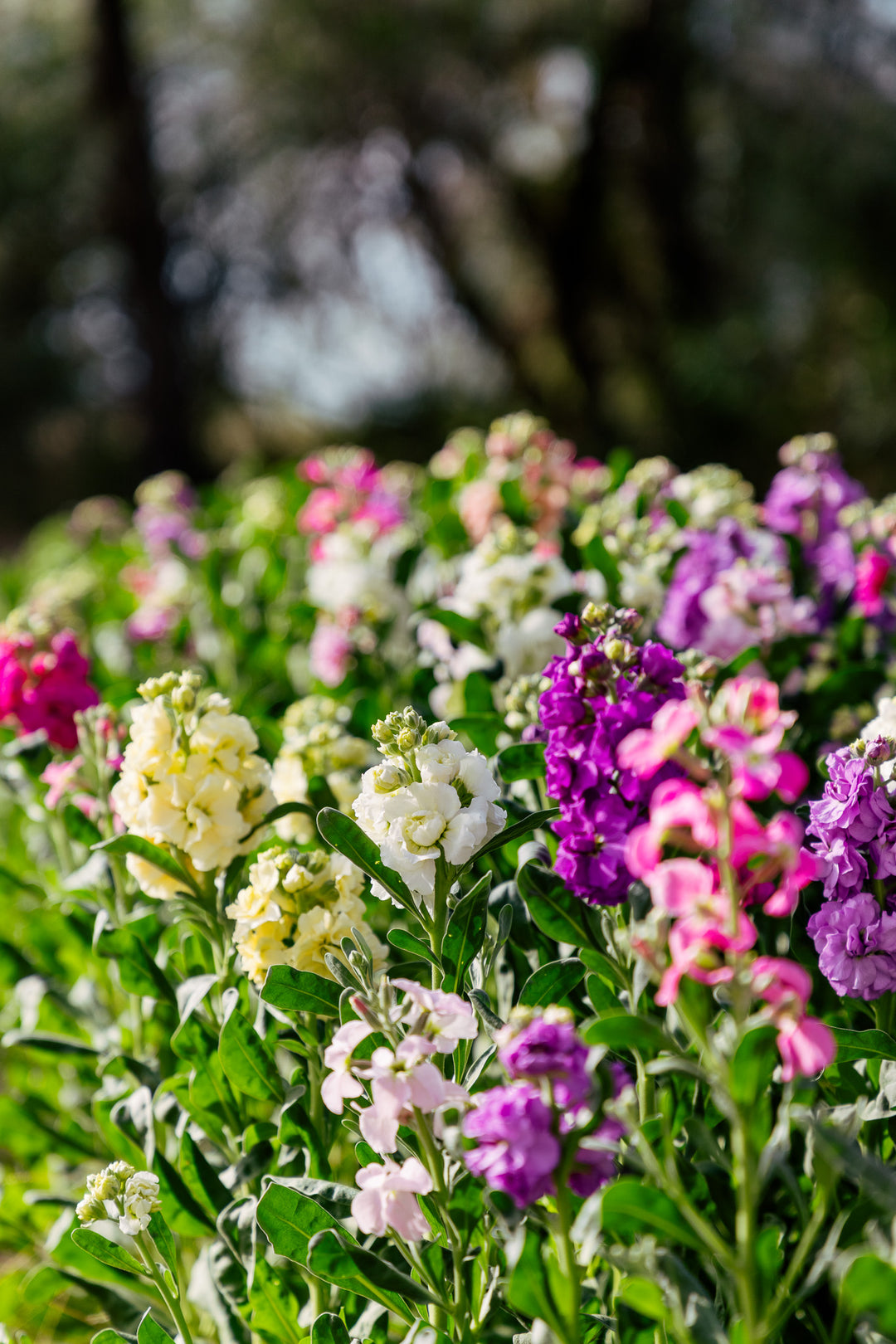 Stocks | Spring Flowers | Locally Grown Flowers Coonamble | Bright Spring Stock Flowers | Stock Quartet