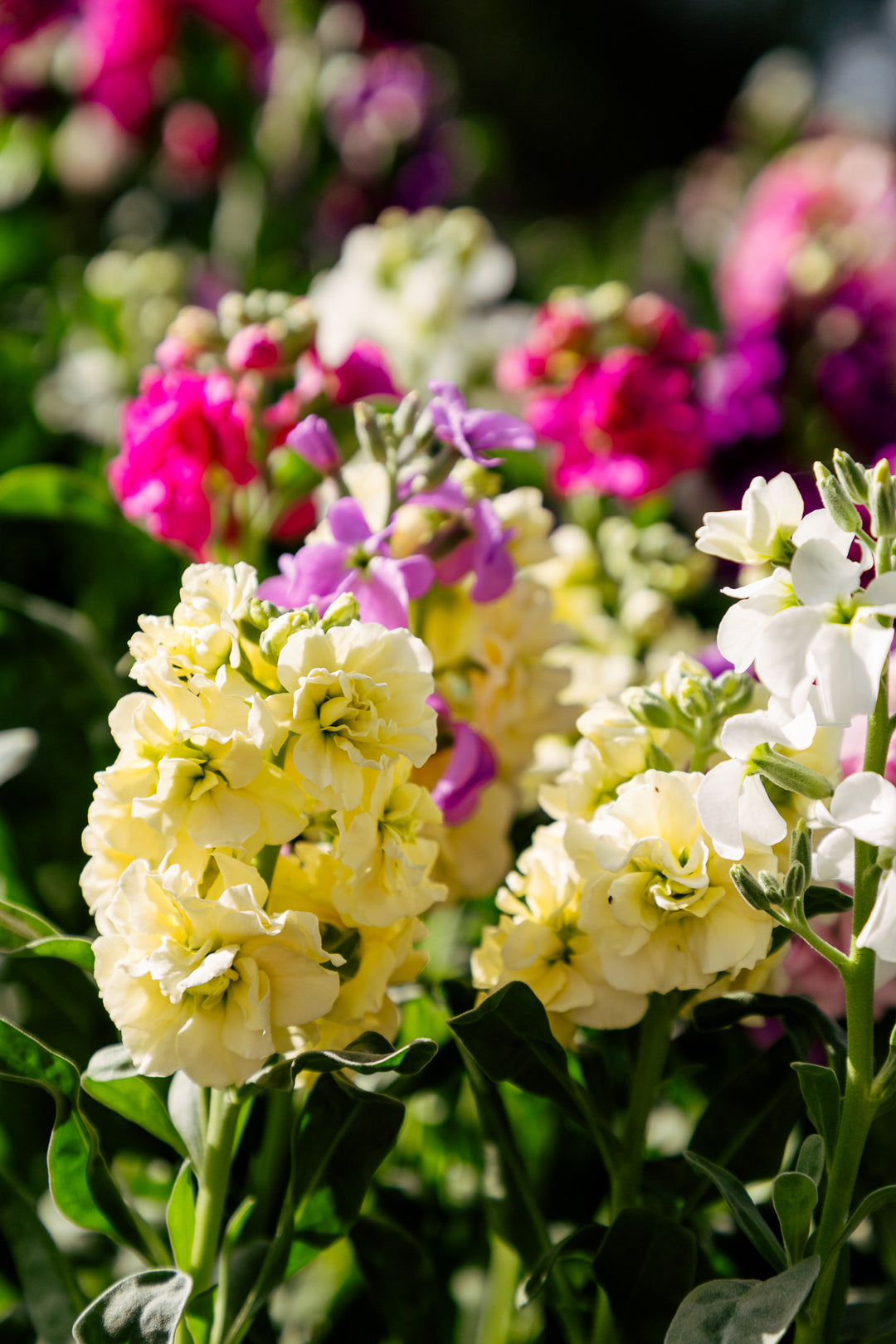 Stocks | Spring Flowers | Locally Grown Flowers Coonamble | Bright Spring Stock Flowers