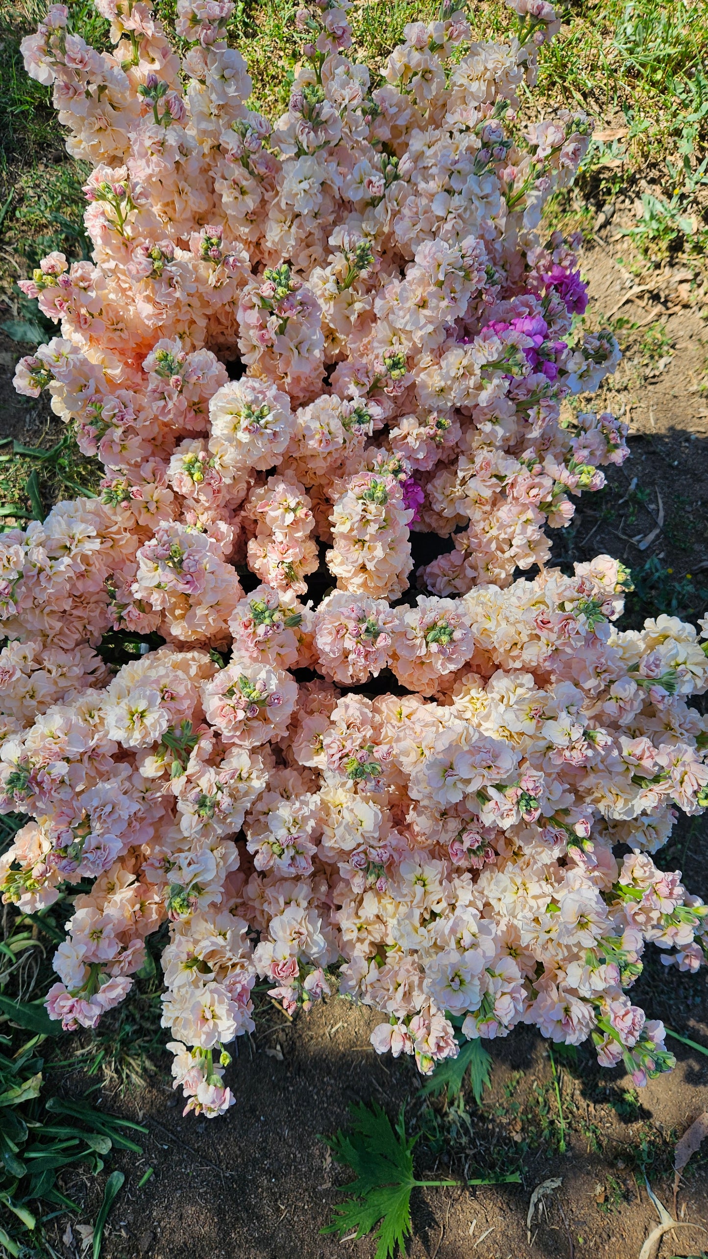 Cluster of pink flowers with green leaves on a natural background
