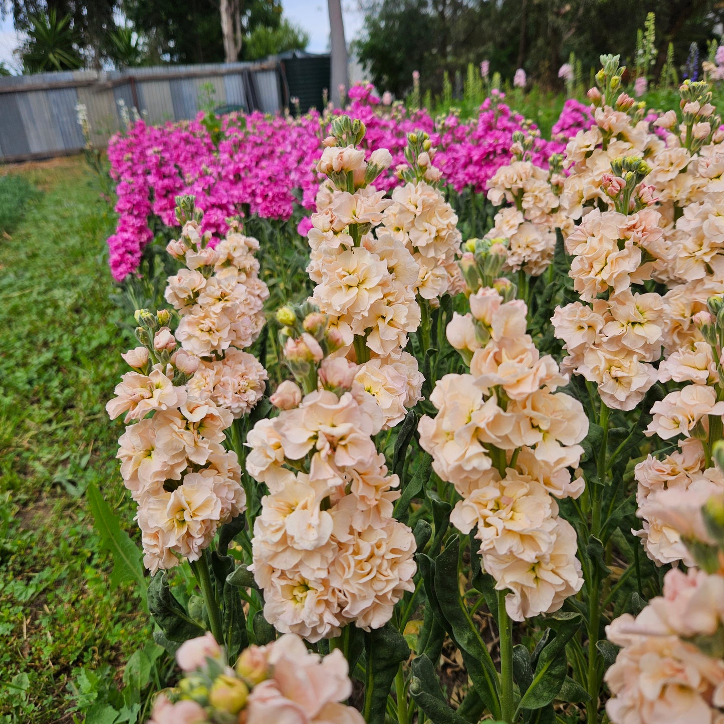 Close-up of beige flowers with pink flowers in the background