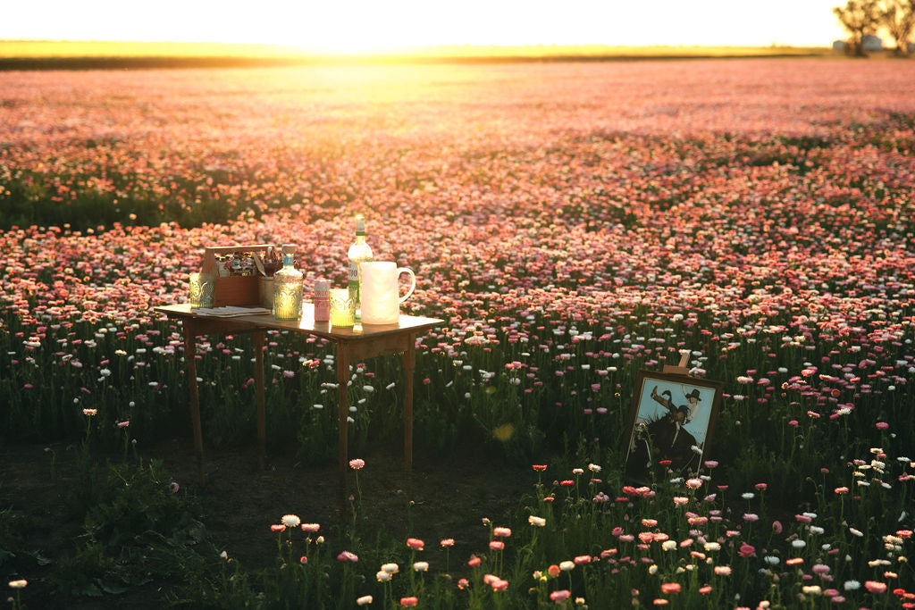 Drinks in the Paper Daisy Field at Sunset