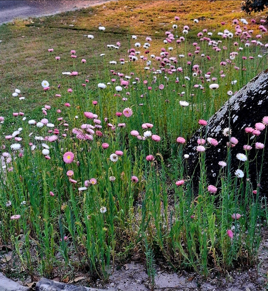 Verge Garden Ideas Australia | Transform Your Nature Strip With Native Flowers