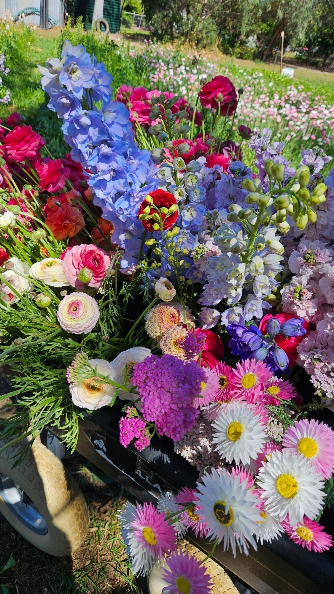 Garden Cart Full of Spring Flowers