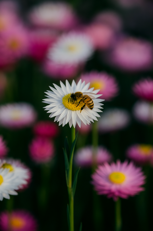 Blooms for the Bees: Why You Should Plant Everlasting Daisies in Your Veggie Patch