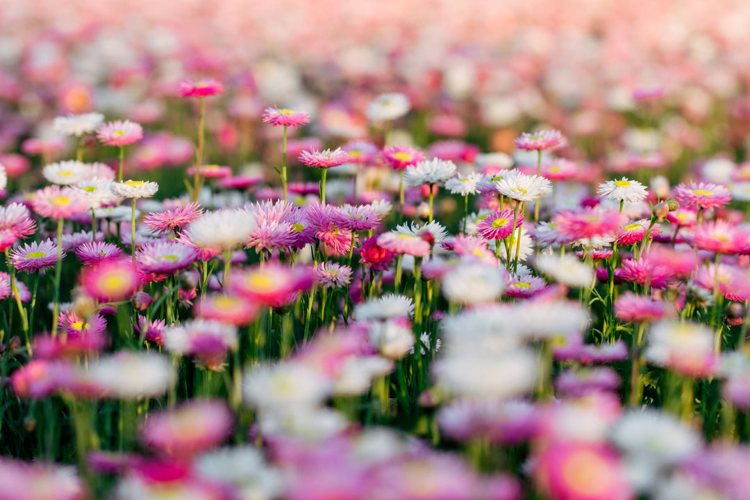 Who is Seed-Raisers for?