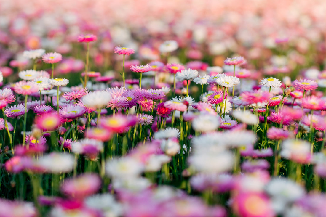 Who is Seed-Raisers for?