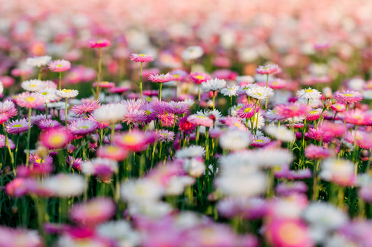Who is Seed-Raisers for?