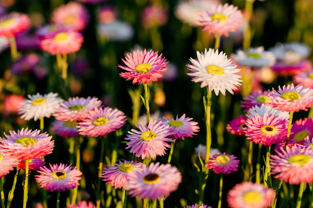 How to Grow Everlasting Paper Daisies