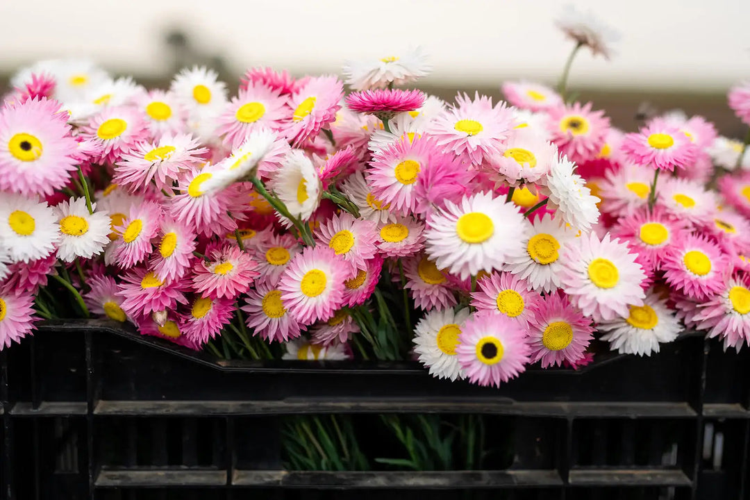 When Is It Too Late to Plant Paper Daisies in Australia?