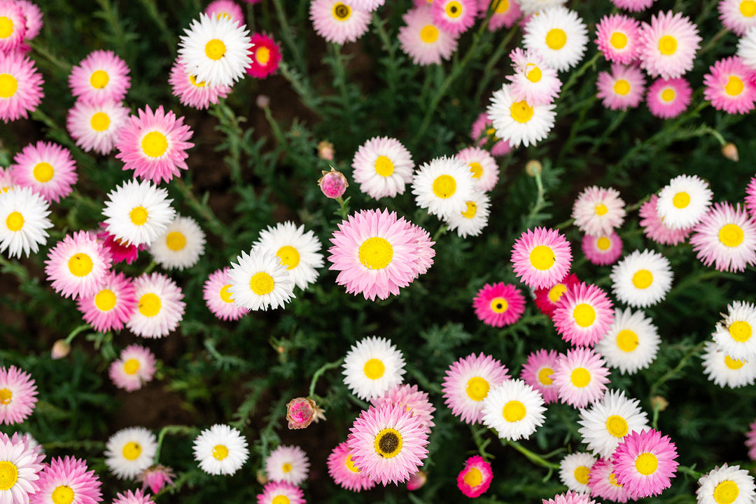 Do Paper Daisies Come Back Every Year? Annual or Perennial Explained
