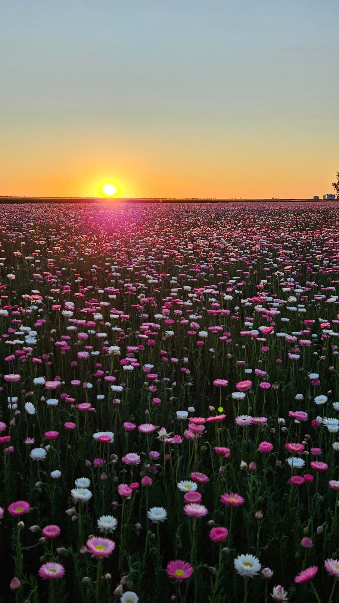 Do Paper Daisies Like Sun or Shade? | Australian Growing Guide