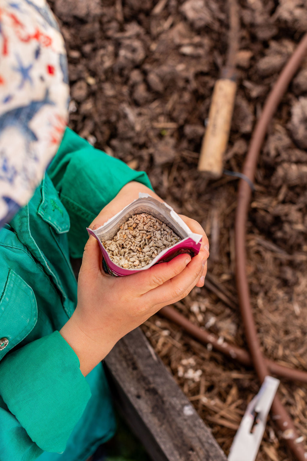 How Much Paper Daisy Seed Do I Need? Sowing Rates Explained