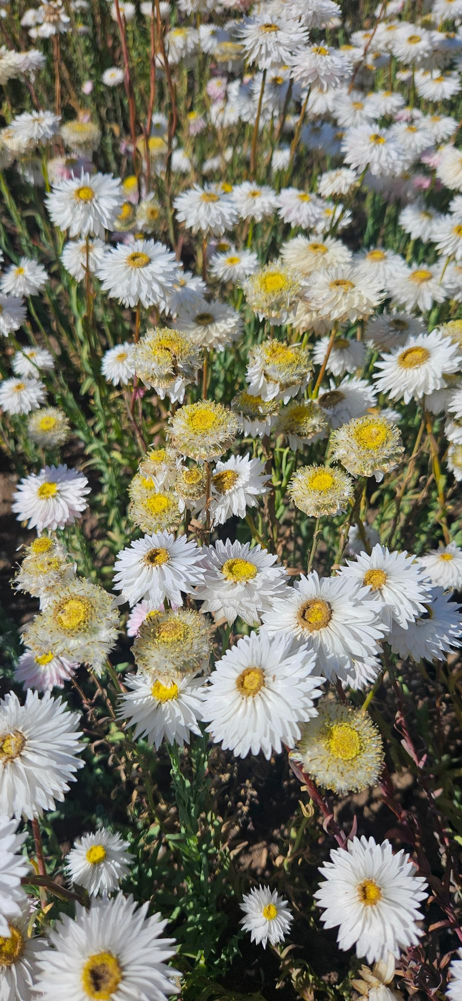 Will Paper Daisies Spread or Become Invasive in My Garden?