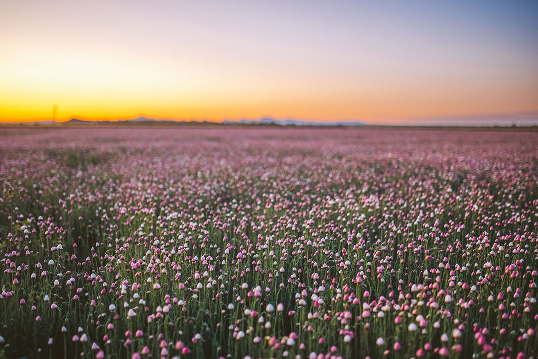 A Blooming Miracle in the Heart of Western NSW