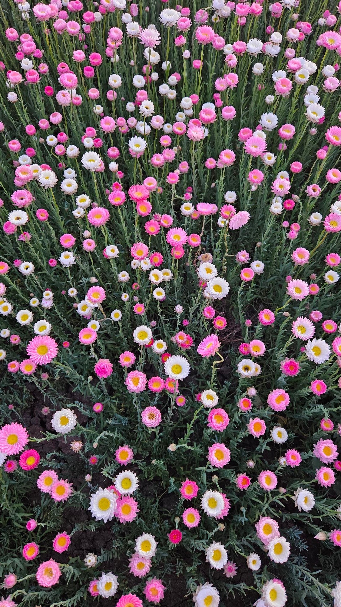 Best Sellers | Australian Native Wildflower Seeds & Fresh Flowers