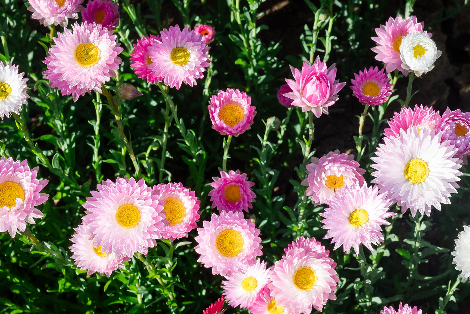 Paper Daisy Seed Bundles | Everlasting Daisy Seeds