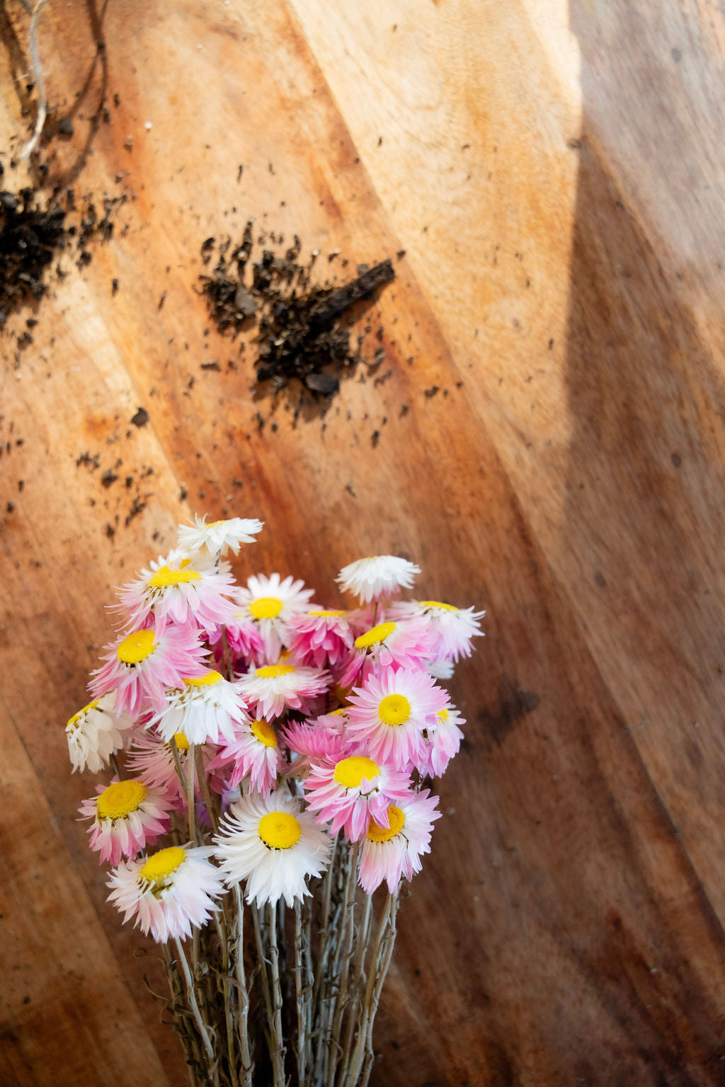 Dried Paper Daisy Flowers