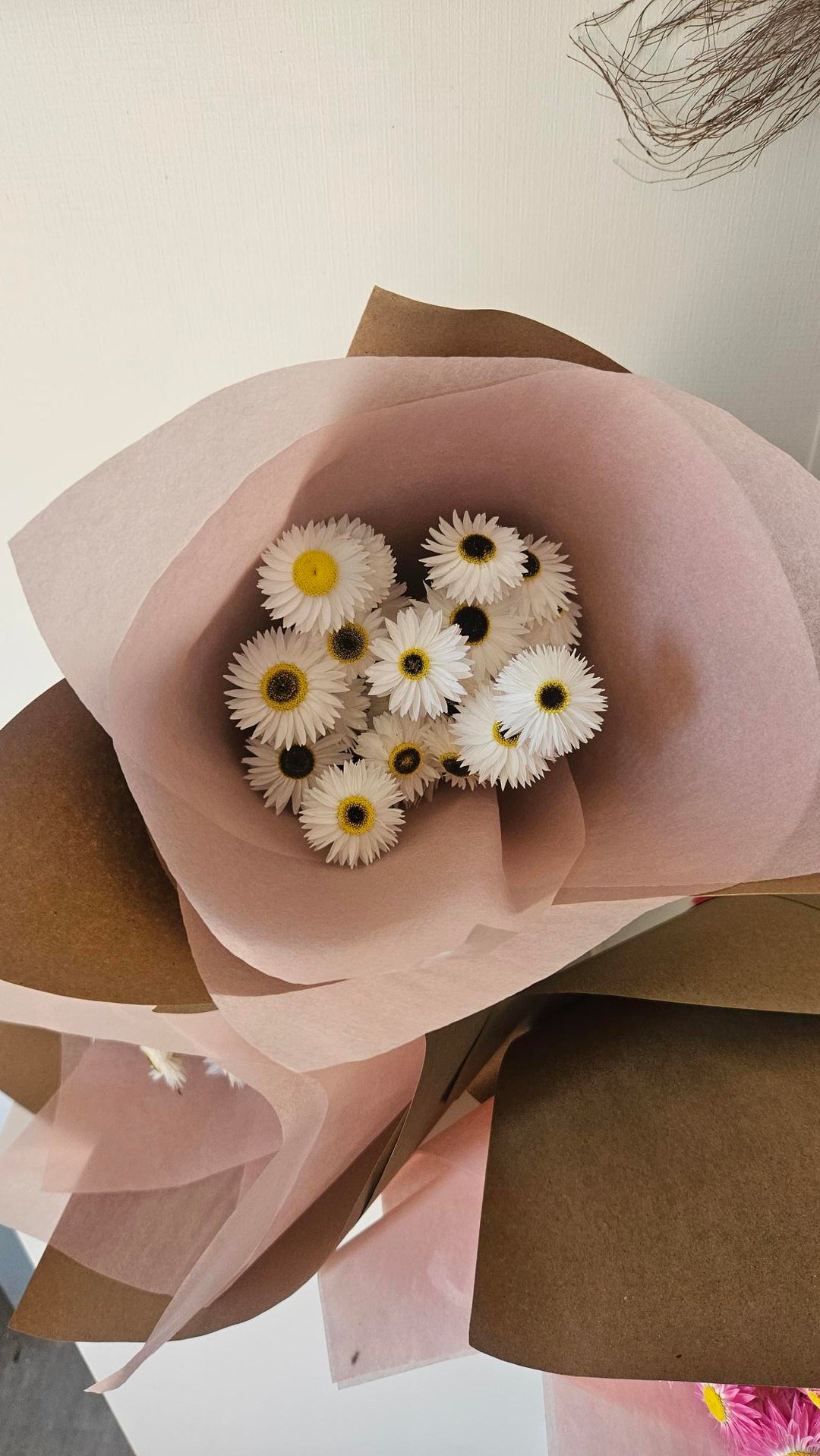Dried Paper Daisies | Pink and White Everlasting Flowers
