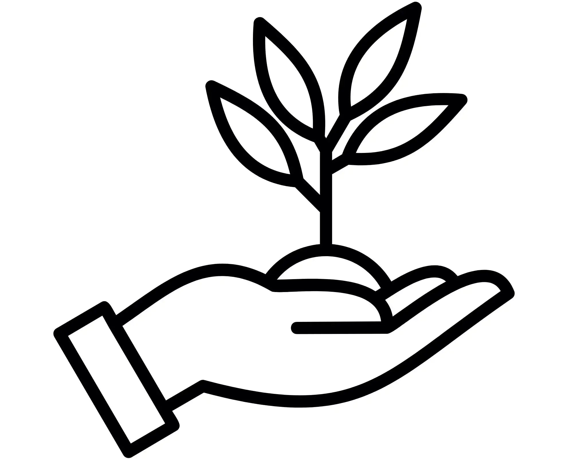 Hand holding a growing plant sprout, symbolizing care for everlasting paper daisy seeds