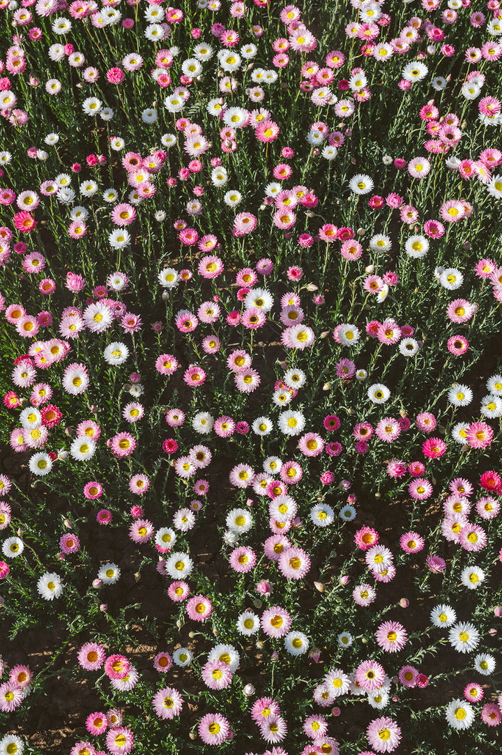 Paper Daisy Flowers | Coonamble Florist | Petal & Bow Flowers | Seasonal Flowers | Everlasting Flowers | Everlasting Daisy | Coonamble Flower Farm | Rhodanthe Flower Field | Paper Daisy | Australian Native Flower | Australian Wildflower | Flower Farmer