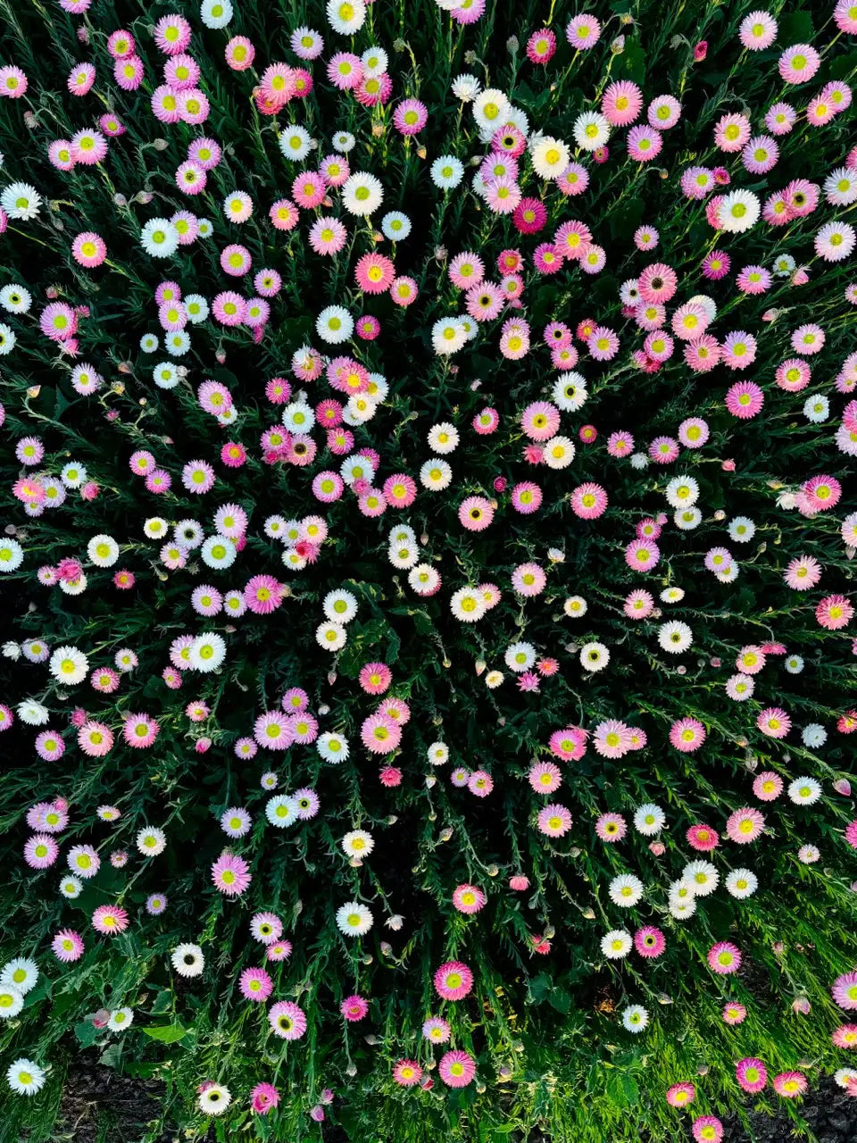 Pink and white everlasting paper daisies blooming in a vibrant garden, perfect for meadow or cut flower patches.