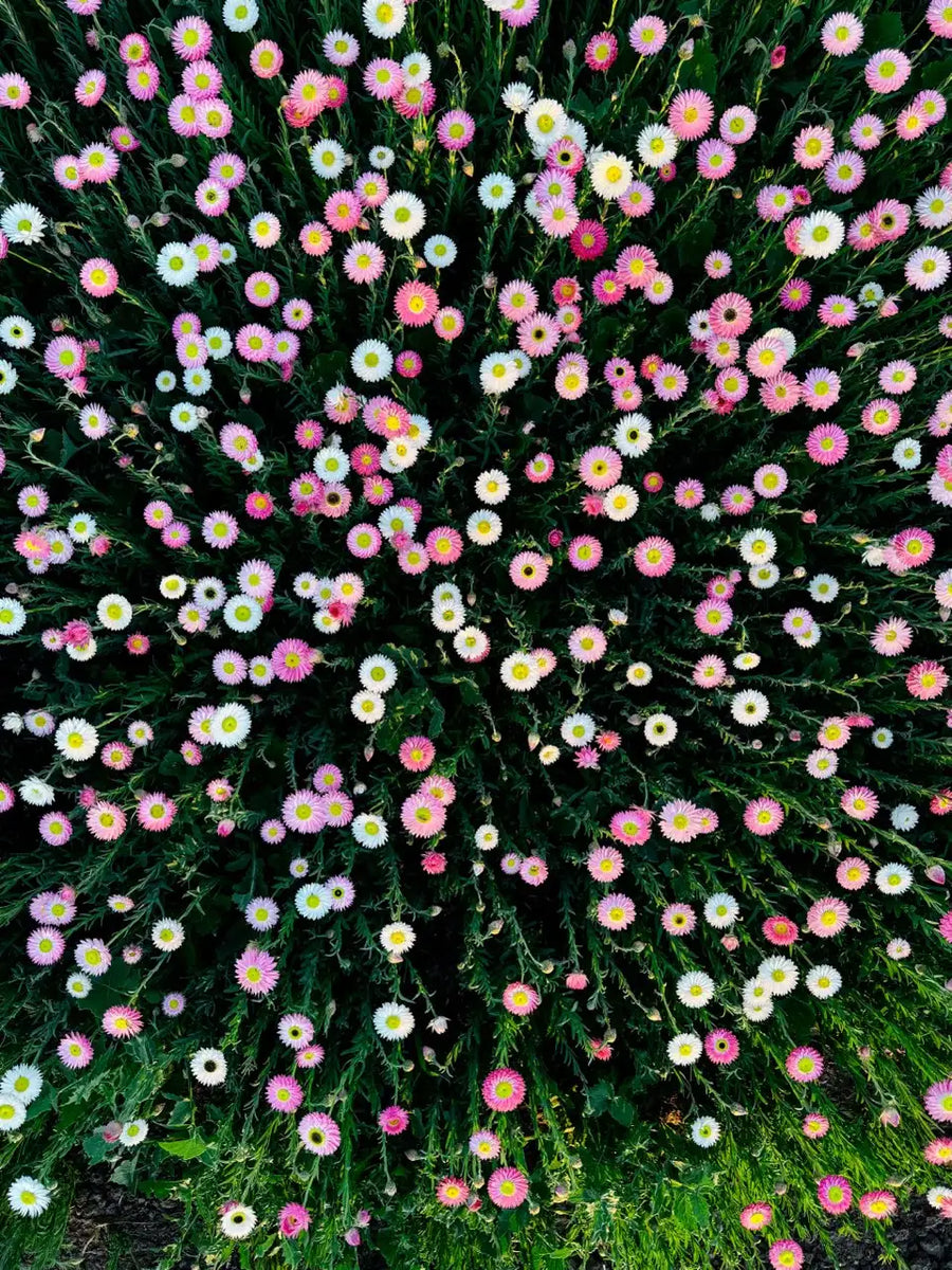 Pink & White Everlasting Paper Daisy Seeds | 400g | Bulk Bag