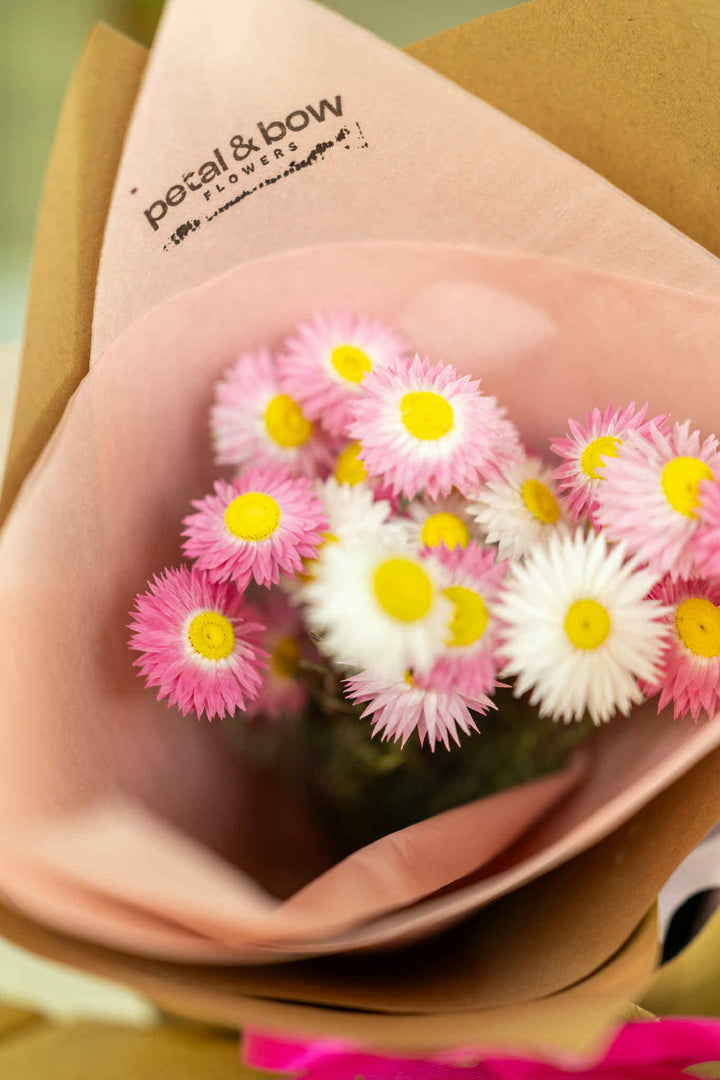 Dried Paper Daisies | Pink and White Everlasting Flowers
