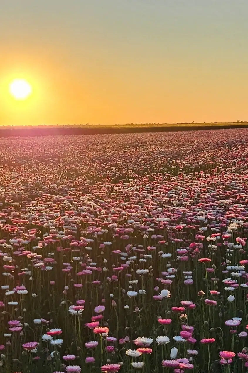 Petal and Bow pink and white everlasting paper daisy Field of flowers at sunset with a warm glow. 