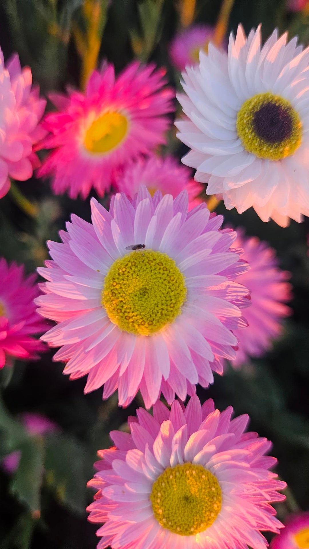 Close-up of Petal and Bow Australian Native pink and white paper daisy flowers with a blurred background