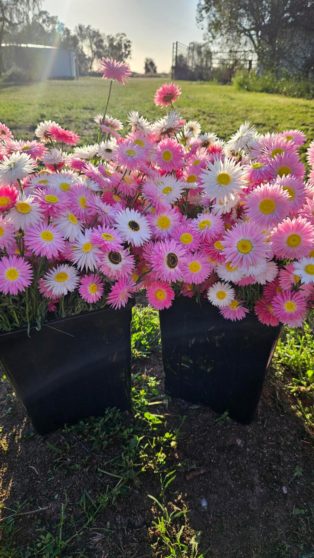 Black buckets filled with Petal and Bow paper daisies picked and bunched in the sunlight. 
