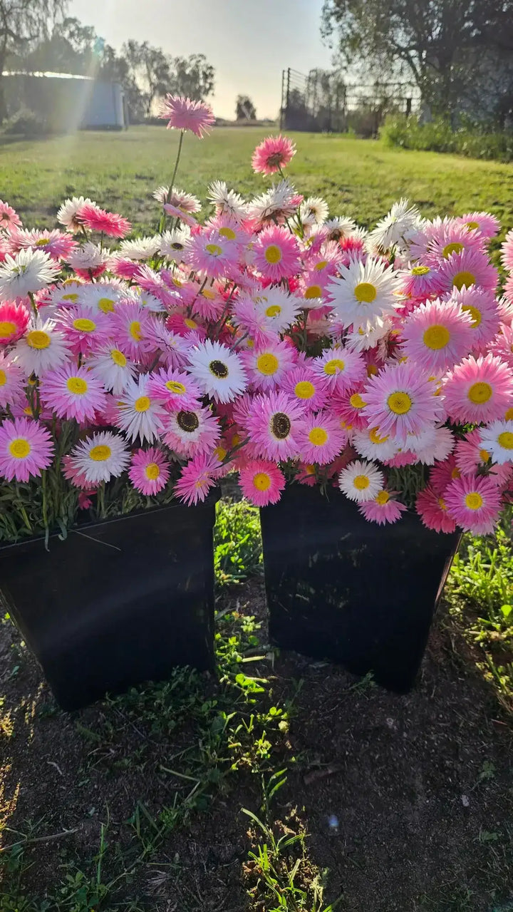 Pink and white everlasting paper daisies in black pots, blooming in a sunny garden field.