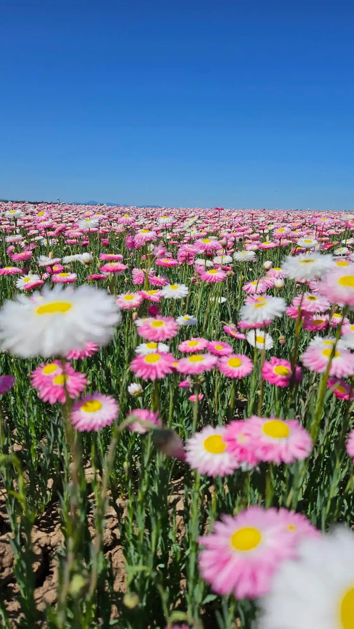 Pink and white everlasting paper daisies blooming in a sunny field under blue sky