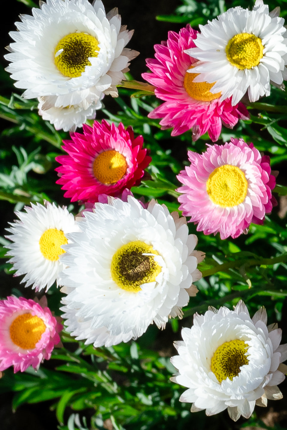 Close-up of colourful everlasting paper daisy flowers with white, pink, and yellow centres on a green background.