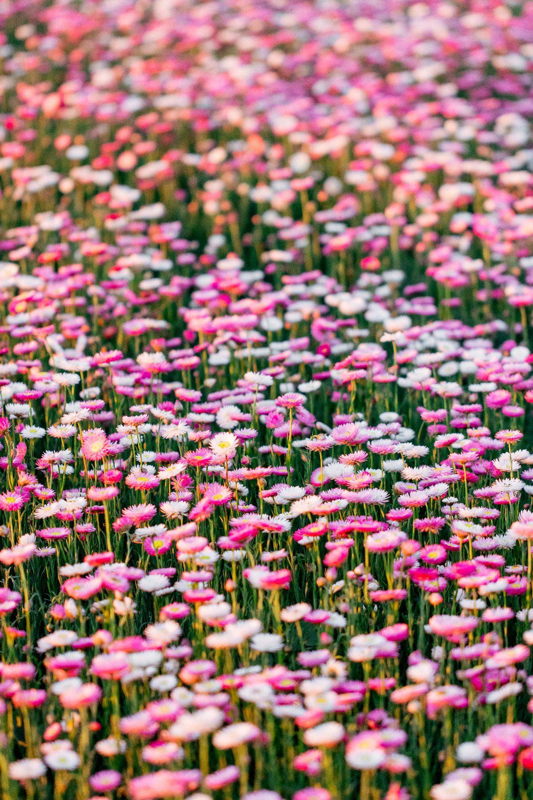 Mass of Pink and white paper daisies in the Petal and Bow Wildflower Field as far as the eye can see. 