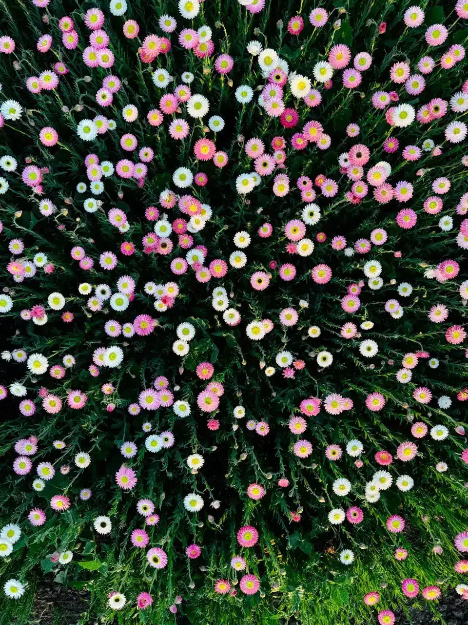 Field of pink and white everlasting paper daisies facing the sun