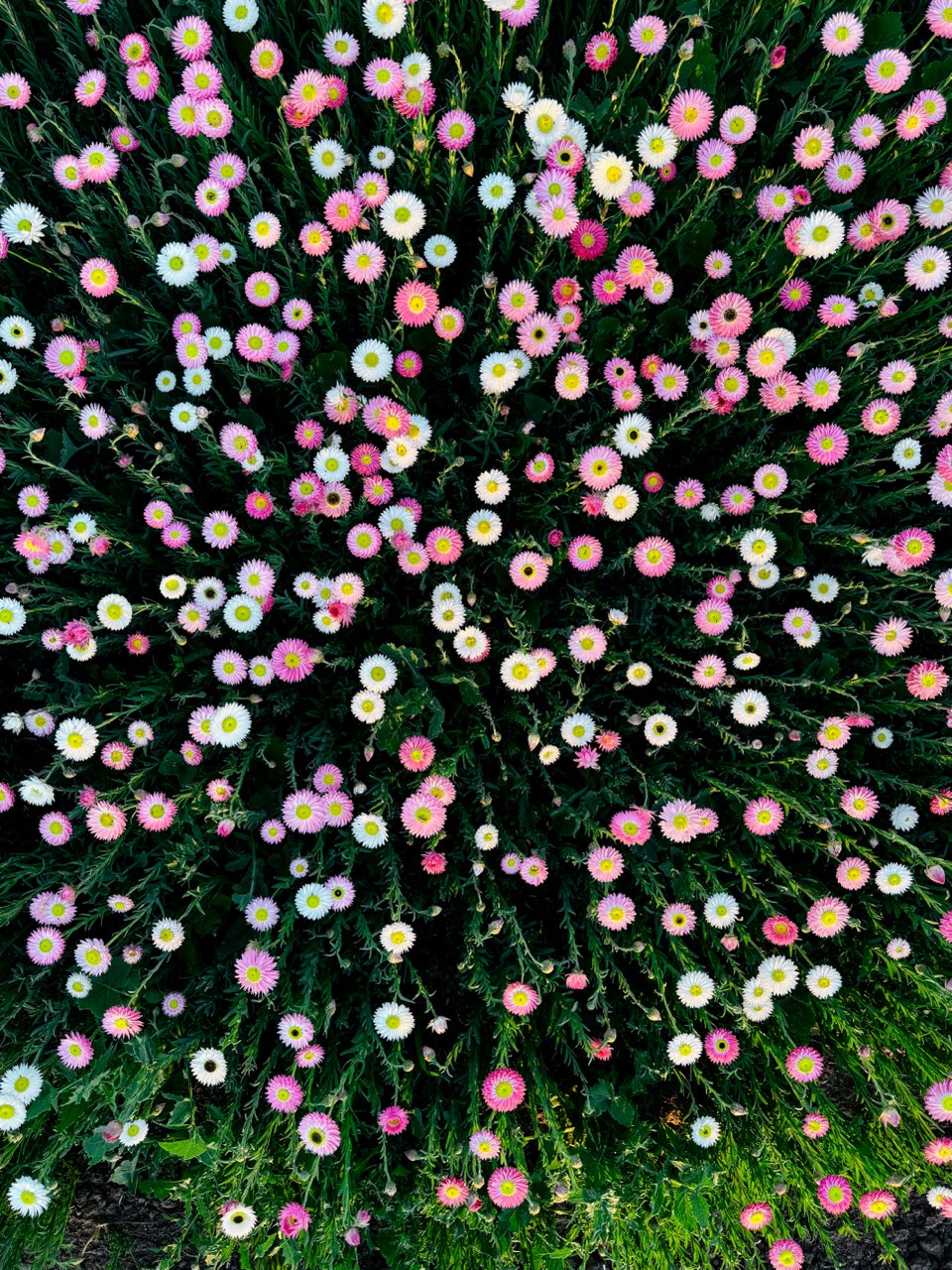 Close-up of a bush with pink and white flowers on a dark background in the petal and bow everlasting paper daisy field