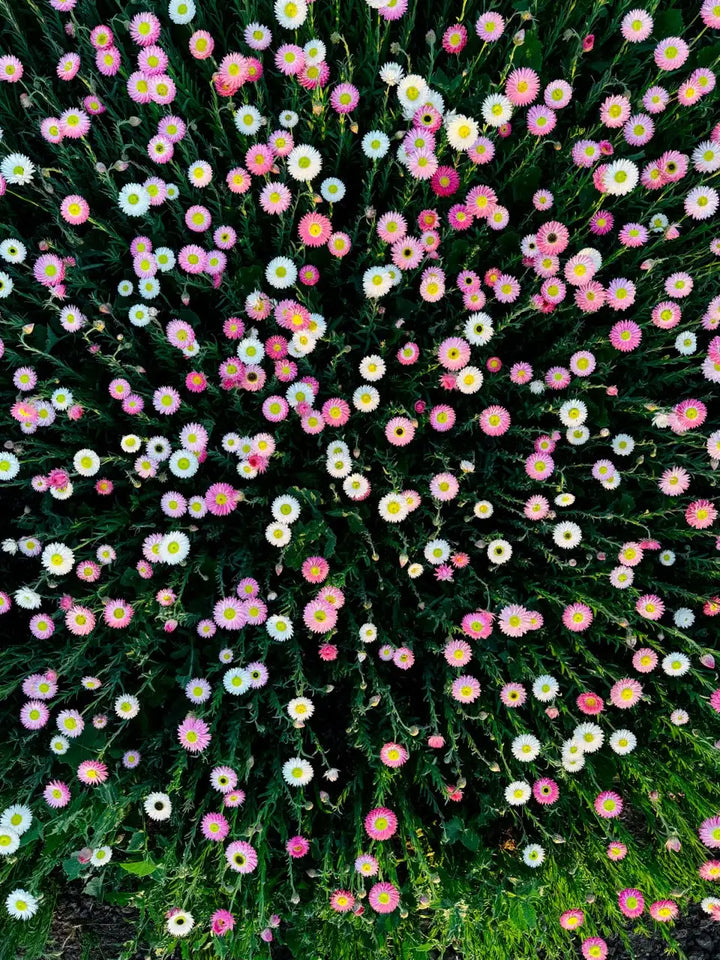 Close-up of a bush with pink and white flowers on a dark background in the petal and bow everlasting paper daisy field