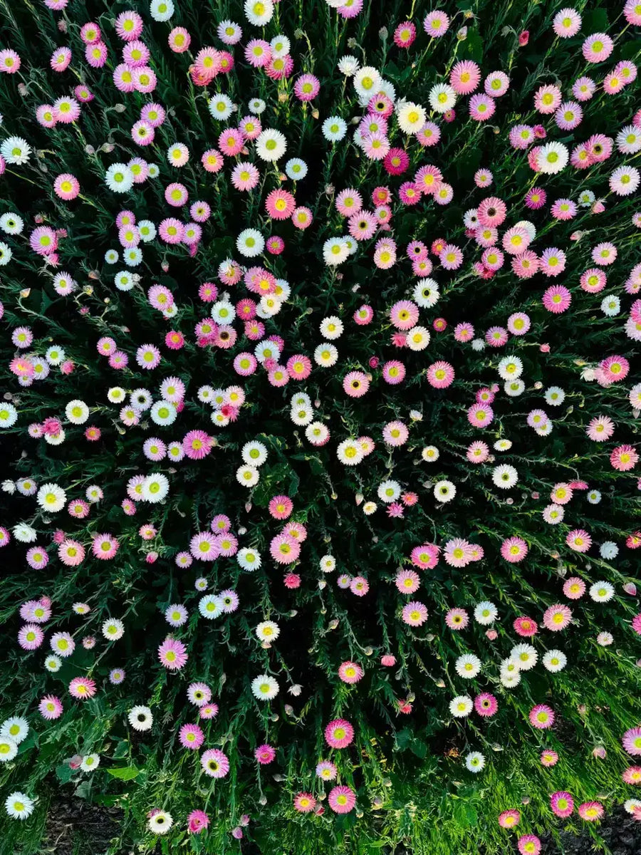 Pink & White Everlasting Paper Daisy Seeds | 70g | 1 x 50g + 2 x 10g Bundle