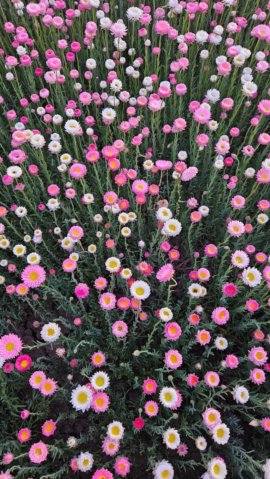 Pink and white everlasting paper daisies blooming in a vibrant garden patch, perfect for meadow or cut flower gardens.