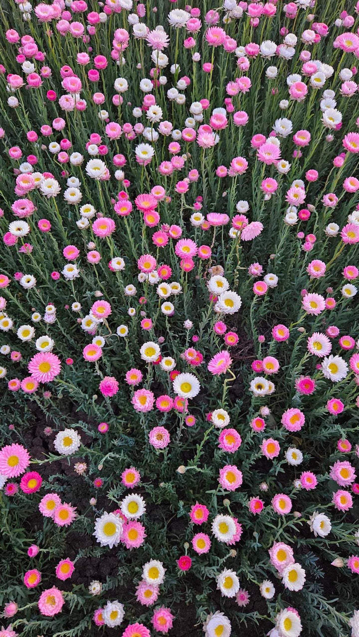 Pink and white everlasting paper daisies blooming in a vibrant garden patch, perfect for meadow or cut flower gardens.