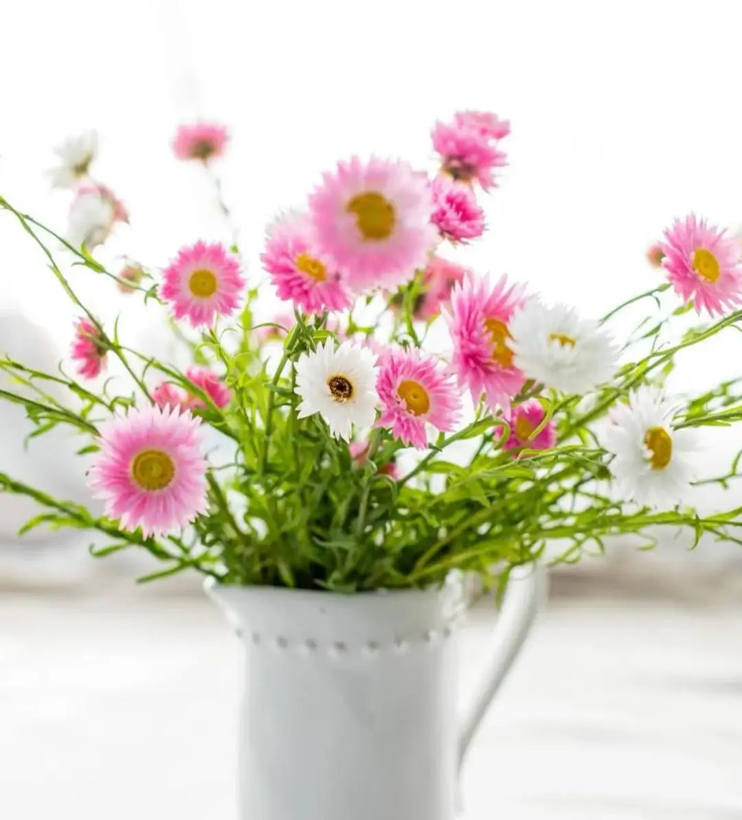 White pitcher filled with pink and white Petal and bow daisy flowers on a light background