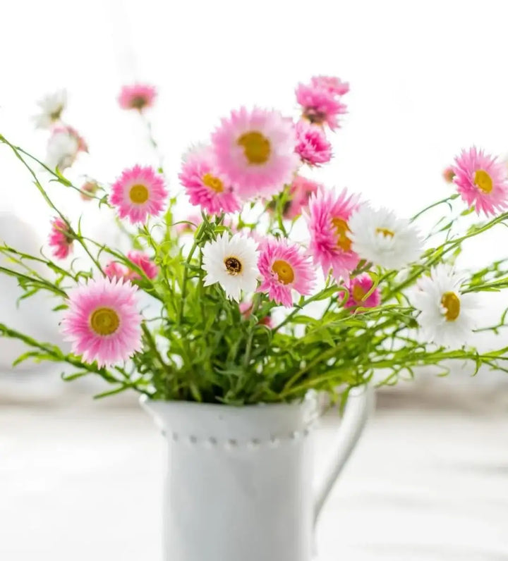 White pitcher filled with pink and white Petal and bow daisy flowers on a light background