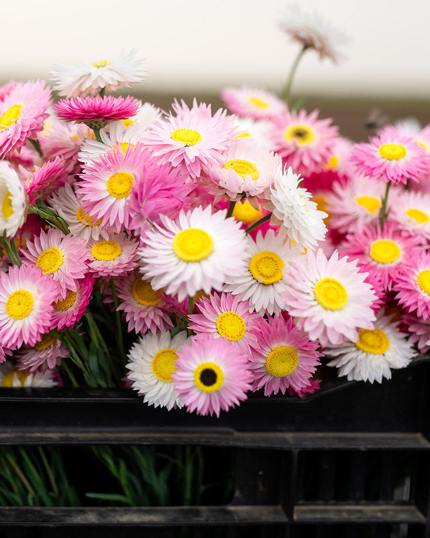 Bouquet of Petal and Bow pink and white everlasting paper daisy flowers with yellow centres in a black crate.