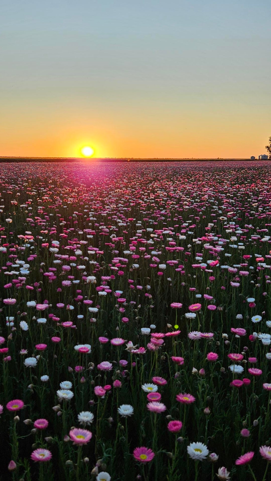 Wall with pink and white flowers against a sunset sky