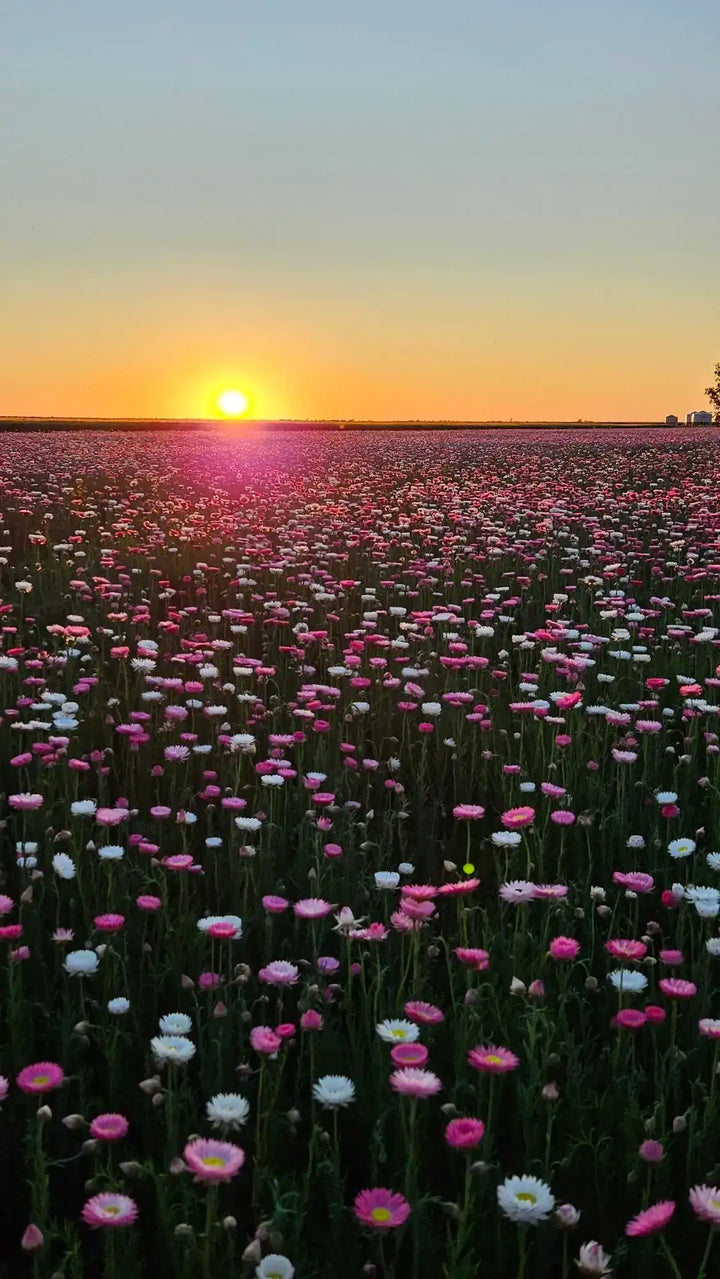 Sunset over a vibrant field of pink and white everlasting paper daisies in full bloom.