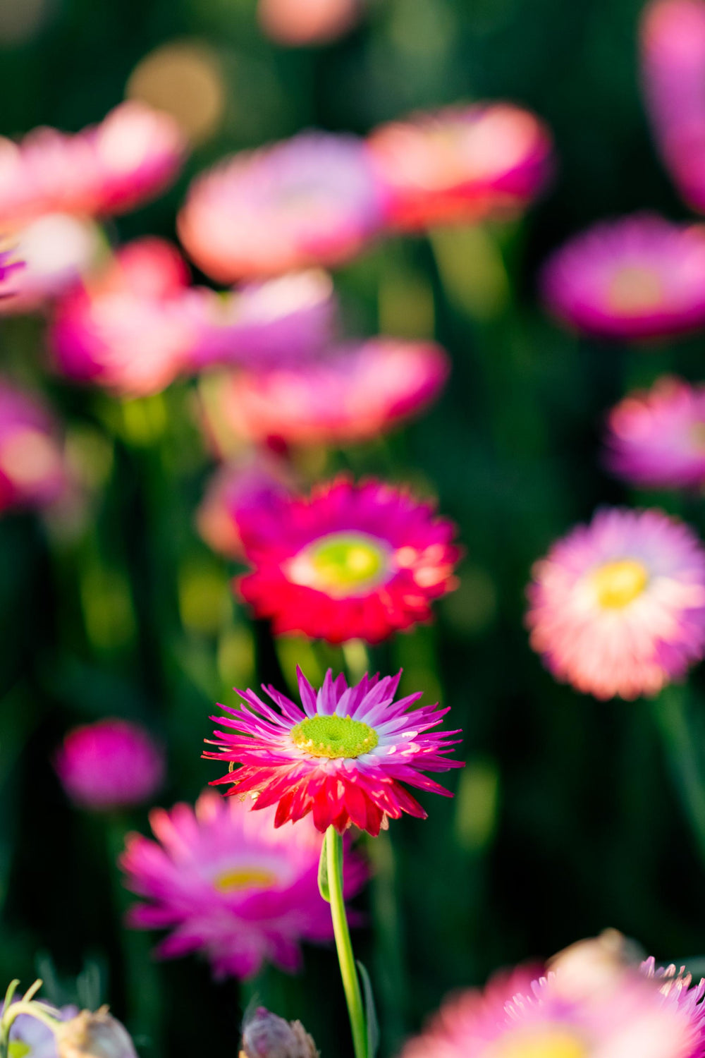 Close-up of a Petal and Bow pink everlasting paper daisy flowers with a blurred background of other daisies