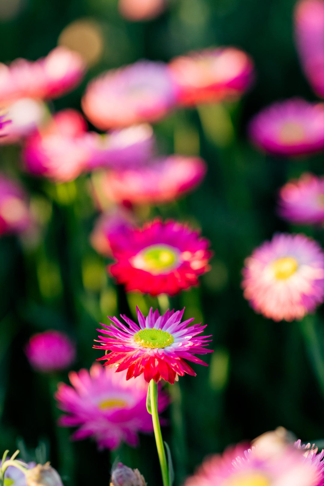 Close-up of a Petal and Bow pink everlasting paper daisy flowers with a blurred background of other daisies