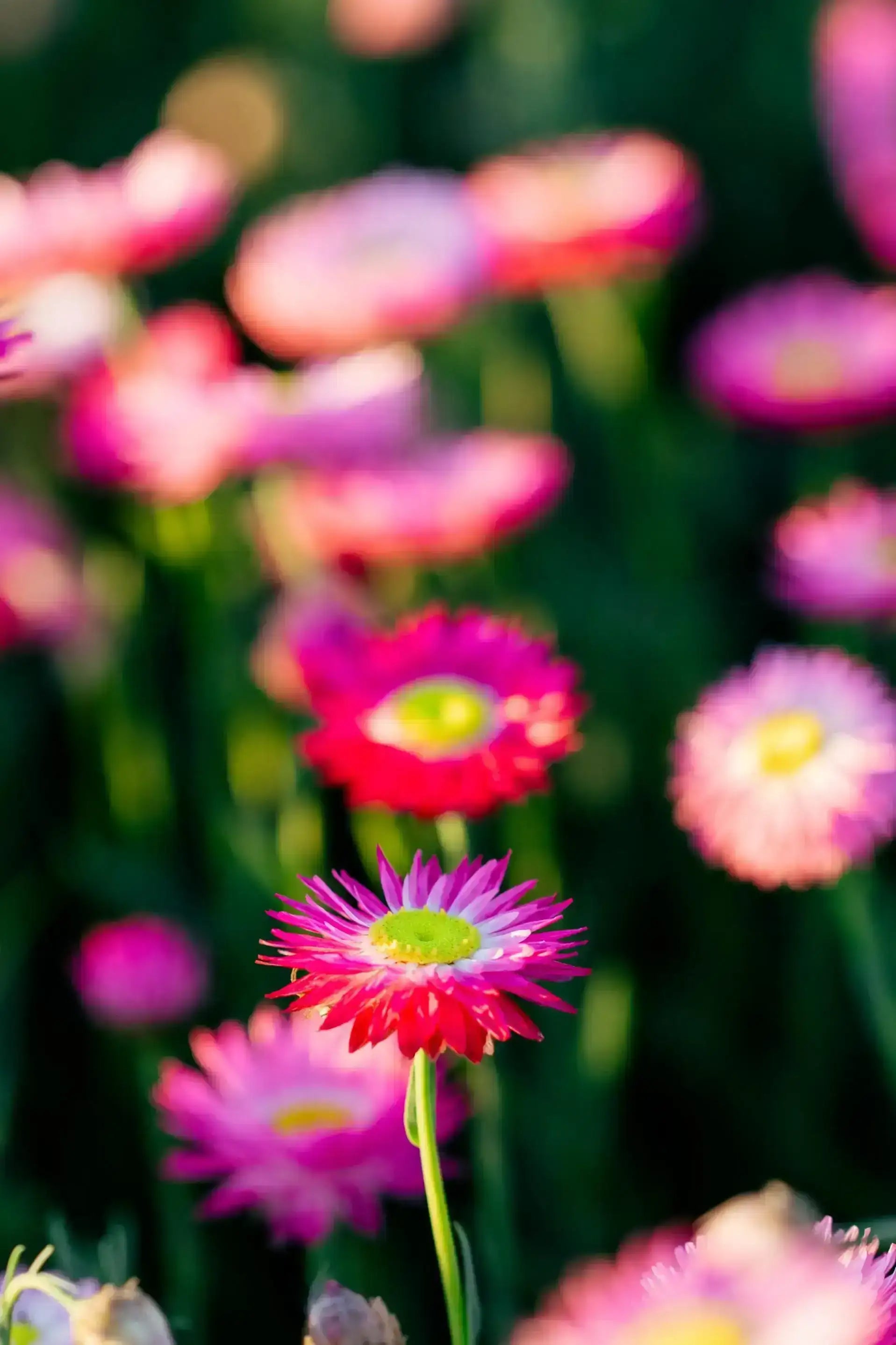 Vibrant pink everlasting paper daisies blooming in a lush garden, perfect for meadow or cut flower patches.